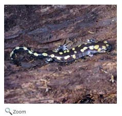 Spotted Salamander