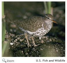 Spotted Sandpiper