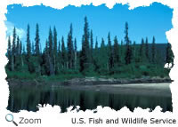 Spruce Forest
