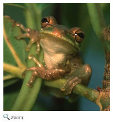 Squirrel Treefrog