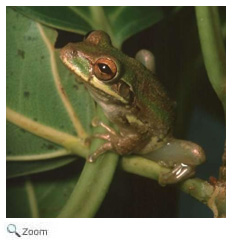 Squirrel Treefrog