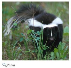 Striped Skunk