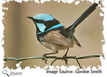superb blue fairywren