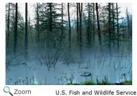 Swamp