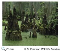 Cypress Swamp