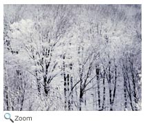 Temperate Deciduous Forests
