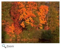 Temperate Deciduous Forests