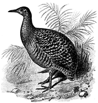 Tinamou