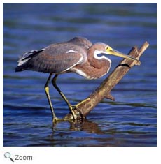 Tricolored Heron
