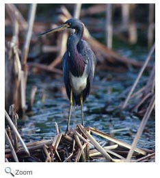 Tricolored Heron