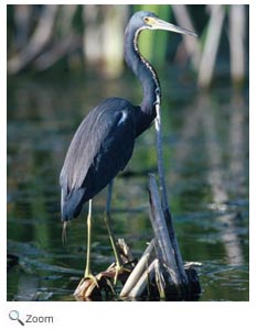 Tricolored Heron