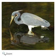 Tricolored Heron