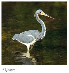Tricolored Heron
