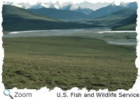 Tundra in summer