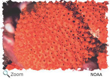 tunicate colony