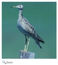 Upland Sandpiper