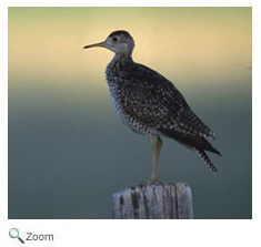 Upland Sandpiper