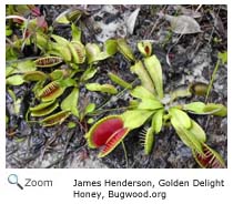 Venus Flytrap