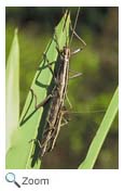 Walking Stick