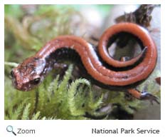 Western Redbacked Salamander