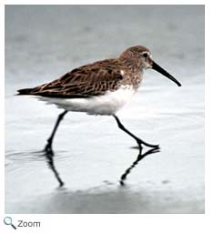 Western Sandpiper
