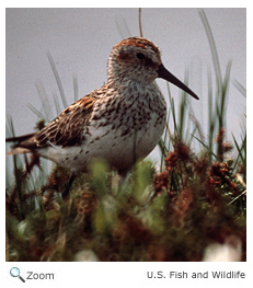 Western Sandpiper