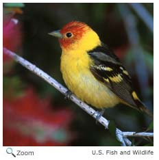 Western Tanager