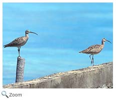 Whimbrel