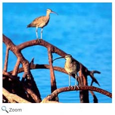 Whimbrel