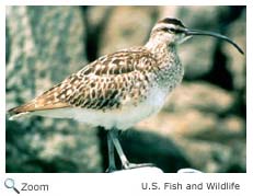 Whimbrel
