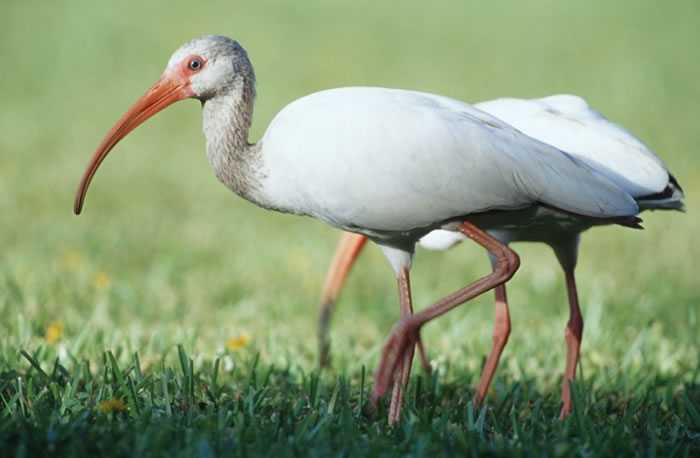 What Is A Large White Bird Called