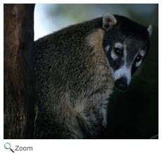 Coati
