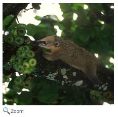 Coati