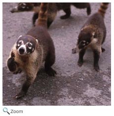 Coati