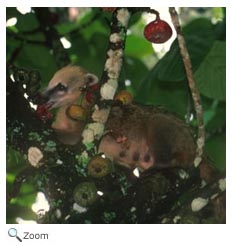 Coati