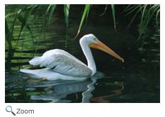 White Pelican