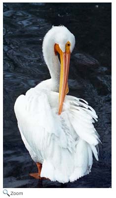 White Pelican