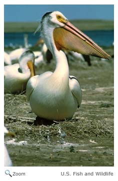 White Pelican