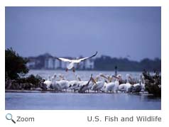White Pelican