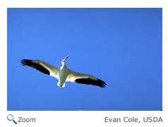 White Pelican