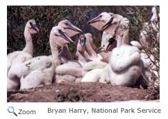 White Pelican