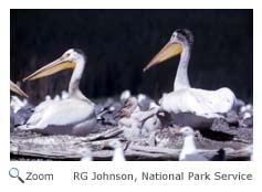 White Pelican