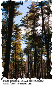 white pine