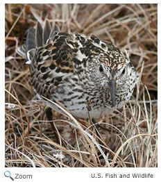 white rumped sandpiper