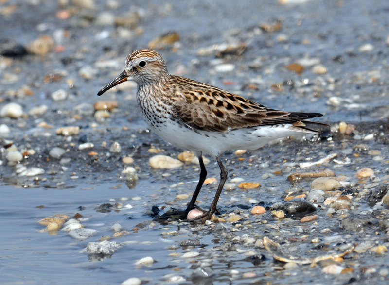 white rumped sandpiper