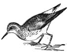 Baird's Sandpiper