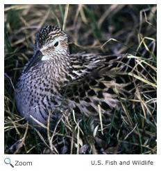 white rumped sandpiper
