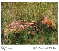 White-tailed Deer