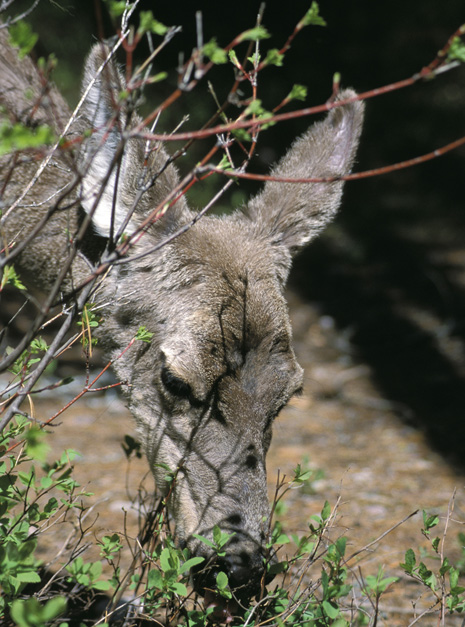 Do Deer Eat Corn Stalks In Winter - Where Do Deer Go In The Winter