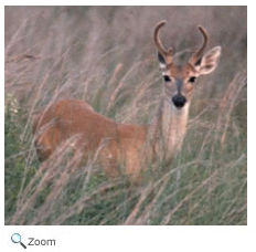 White-tailed Deer